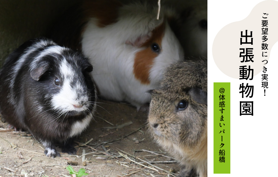【体感すまいパーク船橋】7/15出張動物園♪<ご要望多数につきついに実現!>