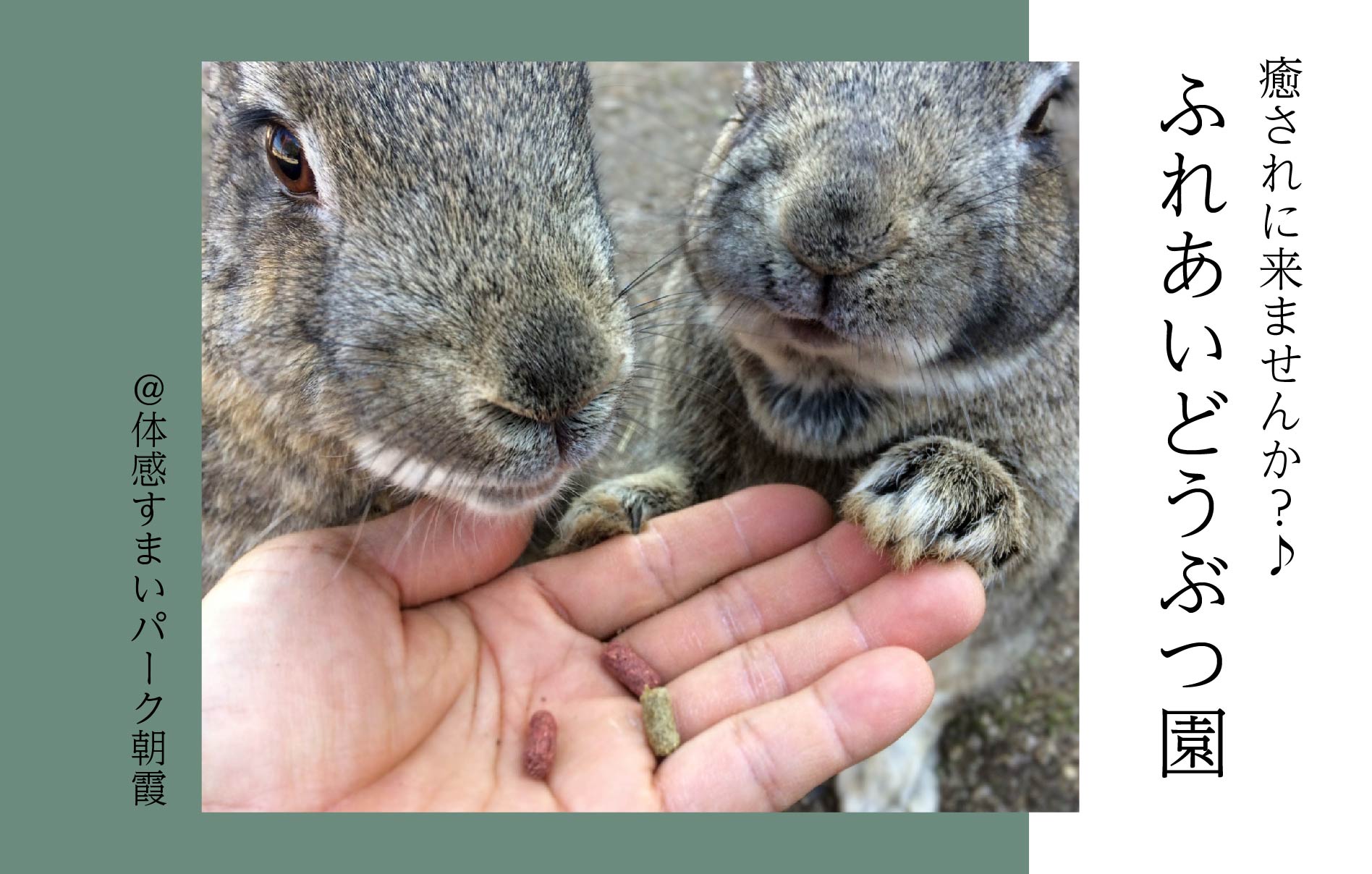 【癒されに来ませんか？♪】ふれあいどうぶつえん〈体感すまいパーク朝霞〉