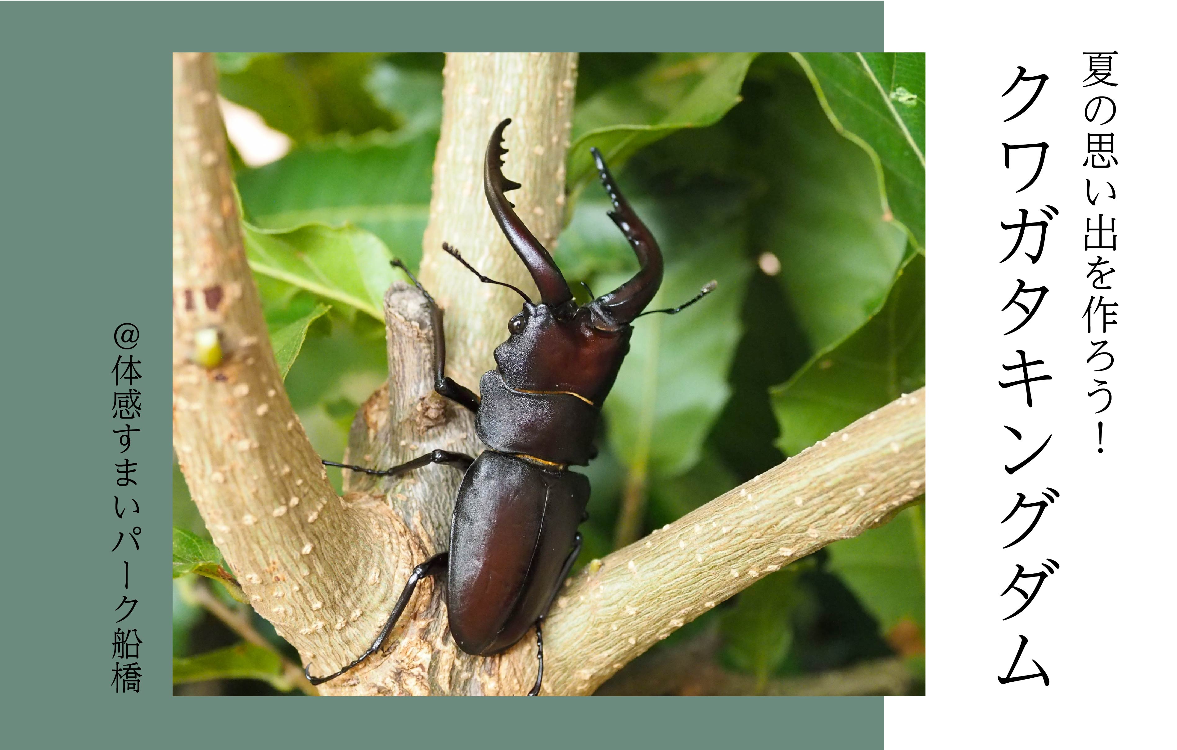 【夏の思い出を作ろう】クワガタキングダム〈体感すまいパーク船橋〉