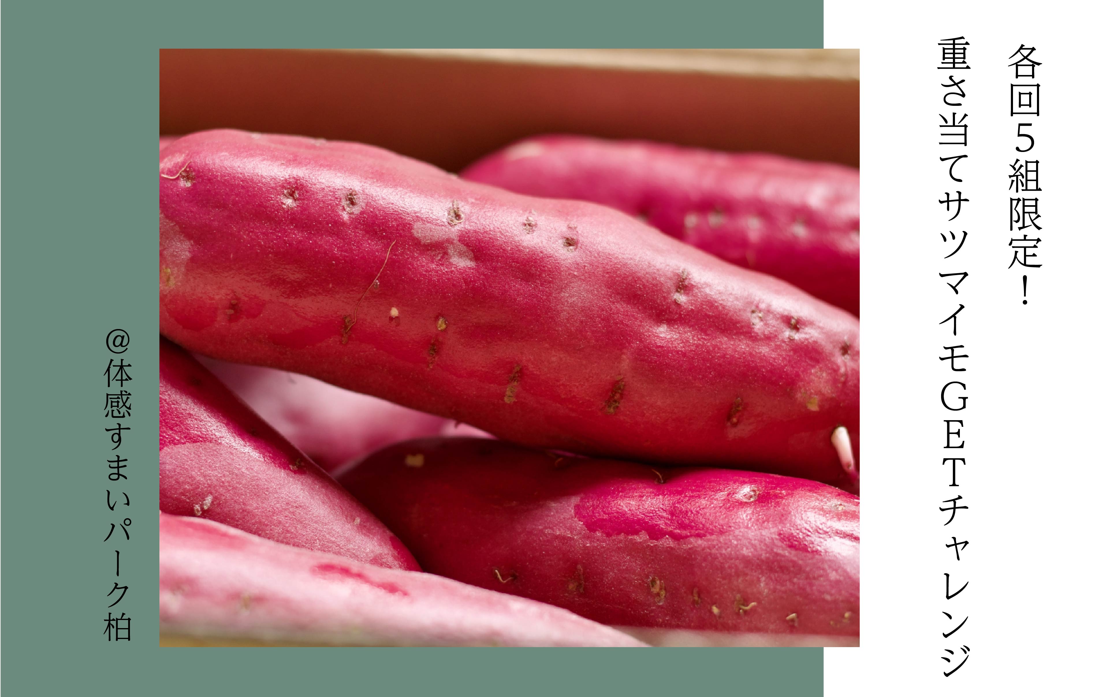 【各回5組限定】重さ当てサツマイモGETチャレンジ〈体感すまいパーク柏〉