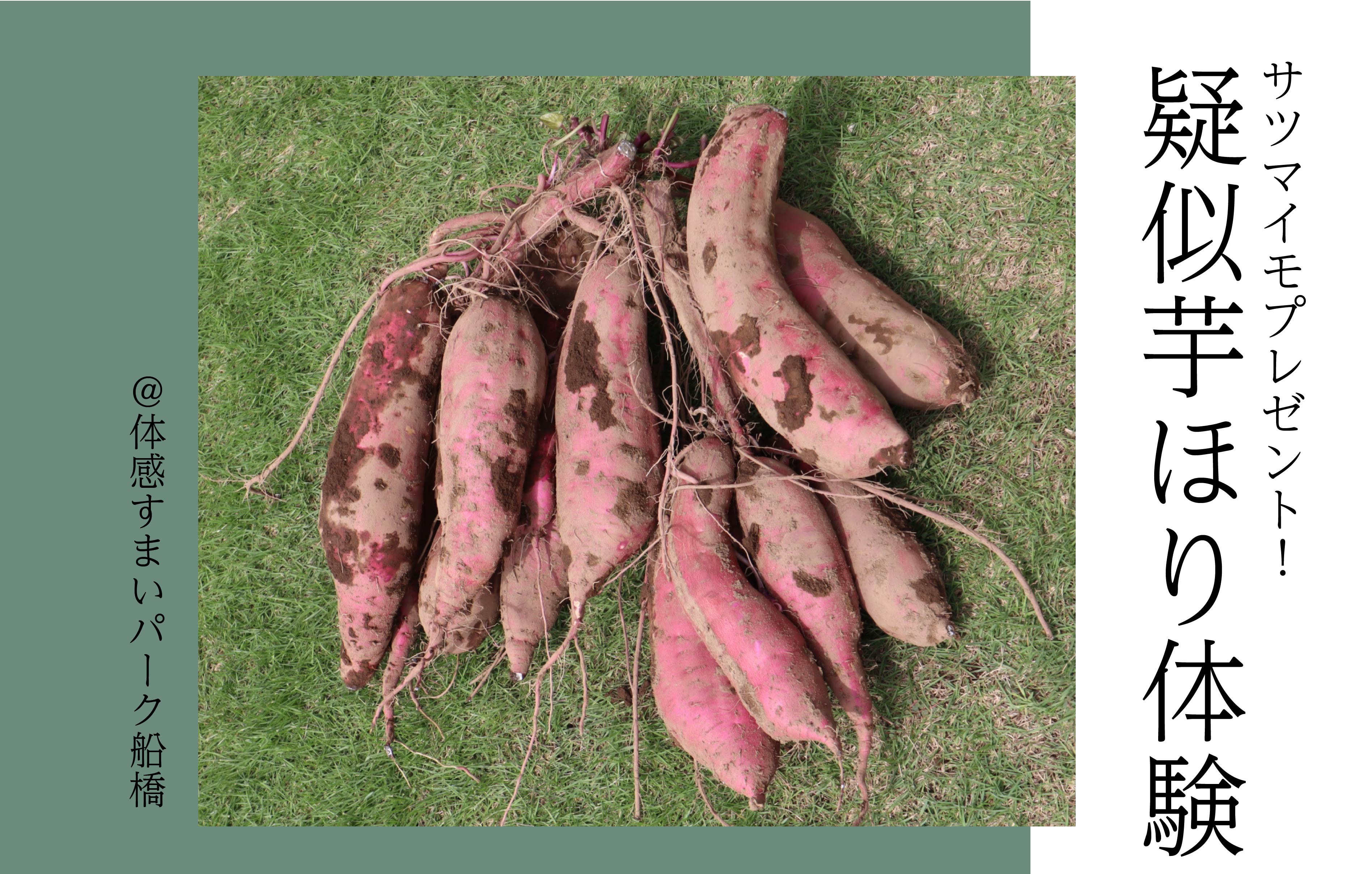 【サツマイモプレゼント】疑似芋ほり体験〈体感すまいパーク船橋〉