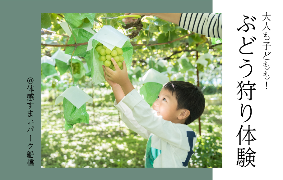 【大人も子どもも!】ぶどう狩り体験<体感すまいパーク船橋>
