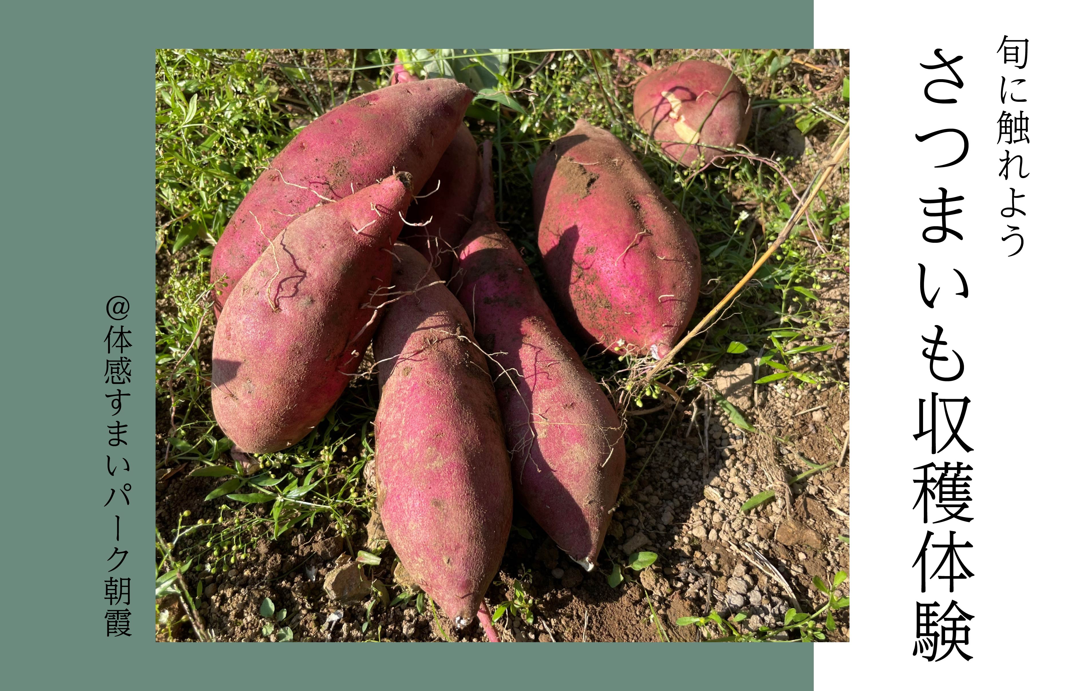 【旬に触れよう】さつまいも収穫体験<体感すまいパーク朝霞>
